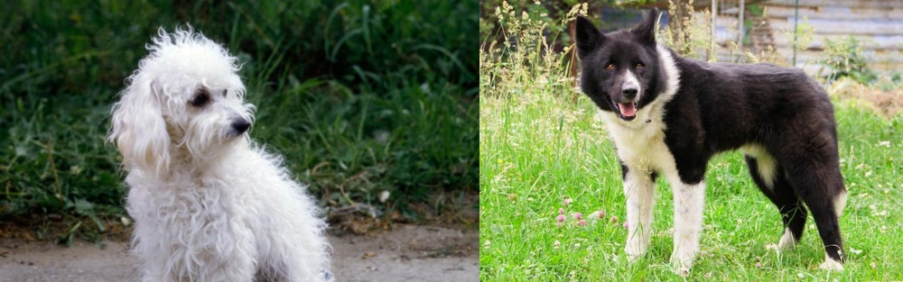 Karelian Bear Dog vs Bolognese - Breed Comparison