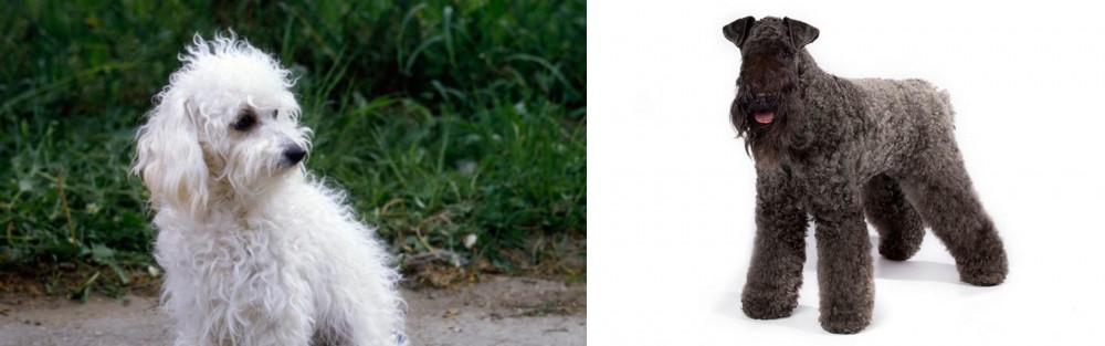 Kerry Blue Terrier vs Bolognese - Breed Comparison