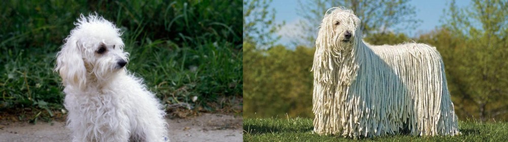 Komondor vs Bolognese - Breed Comparison