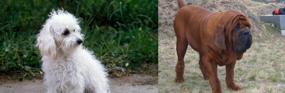 Korean Mastiff vs Bolognese - Breed Comparison