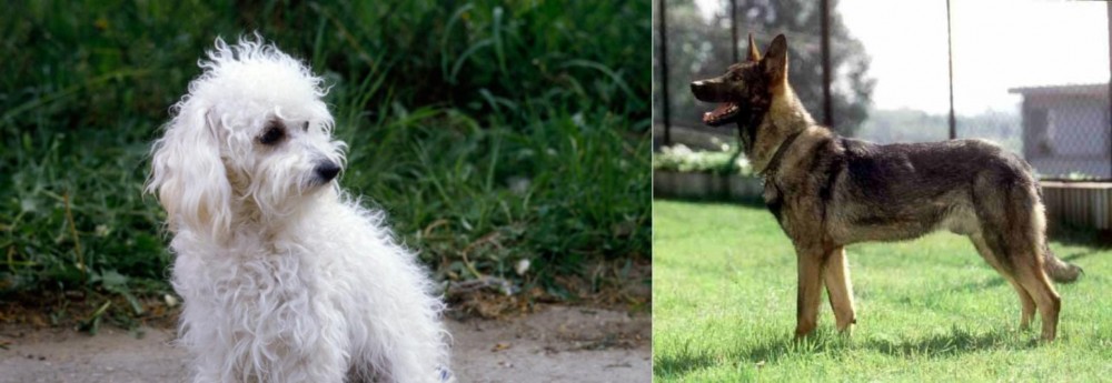 Kunming Dog vs Bolognese - Breed Comparison