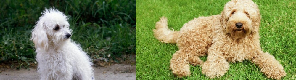 Labradoodle vs Bolognese - Breed Comparison