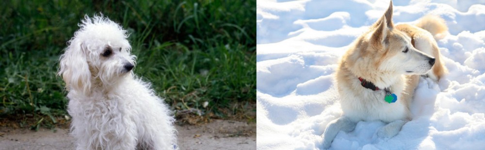 Labrador Husky vs Bolognese - Breed Comparison