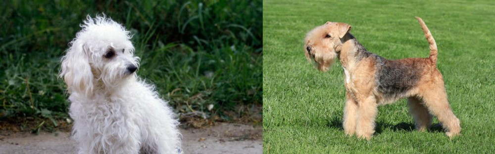 Lakeland Terrier vs Bolognese - Breed Comparison