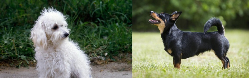 Lancashire Heeler vs Bolognese - Breed Comparison