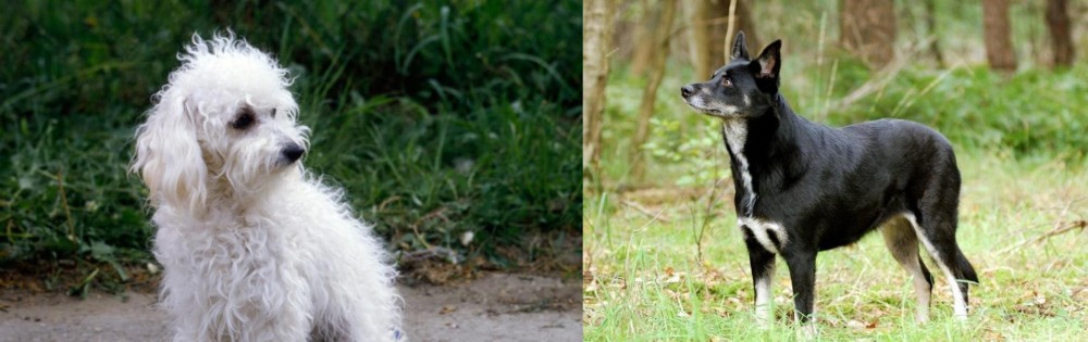 Lapponian Herder vs Bolognese - Breed Comparison