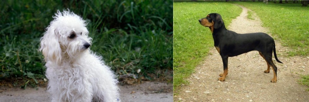 Latvian Hound vs Bolognese - Breed Comparison