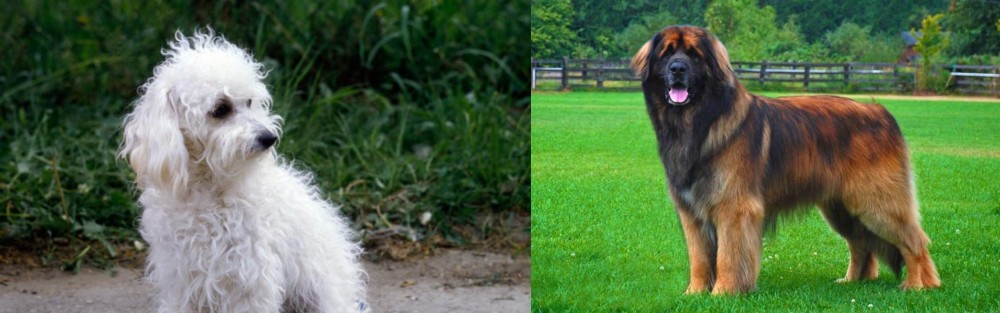 Leonberger vs Bolognese - Breed Comparison