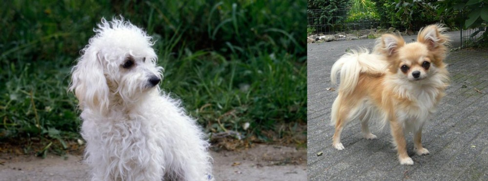 Long Haired Chihuahua vs Bolognese - Breed Comparison
