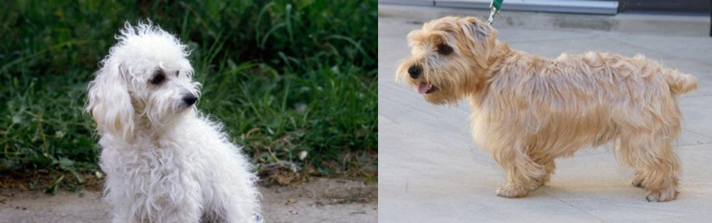 Lucas Terrier vs Bolognese - Breed Comparison