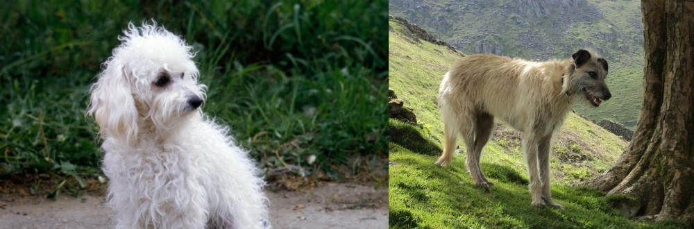 Lurcher vs Bolognese - Breed Comparison