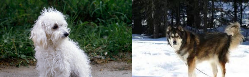 Mackenzie River Husky vs Bolognese - Breed Comparison