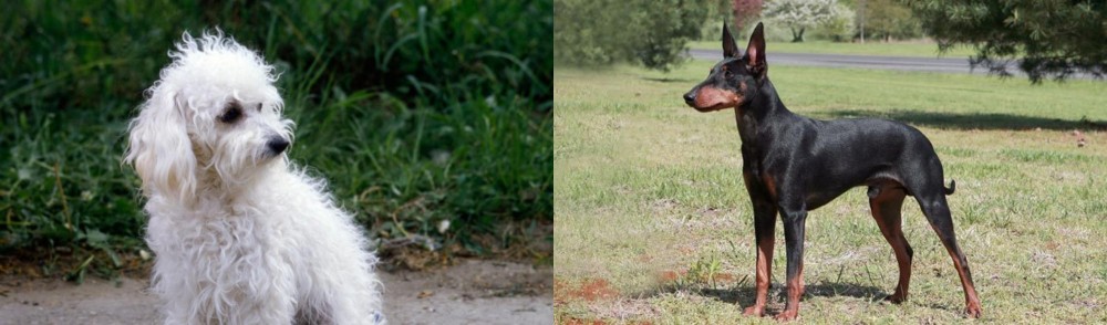 Manchester Terrier vs Bolognese - Breed Comparison