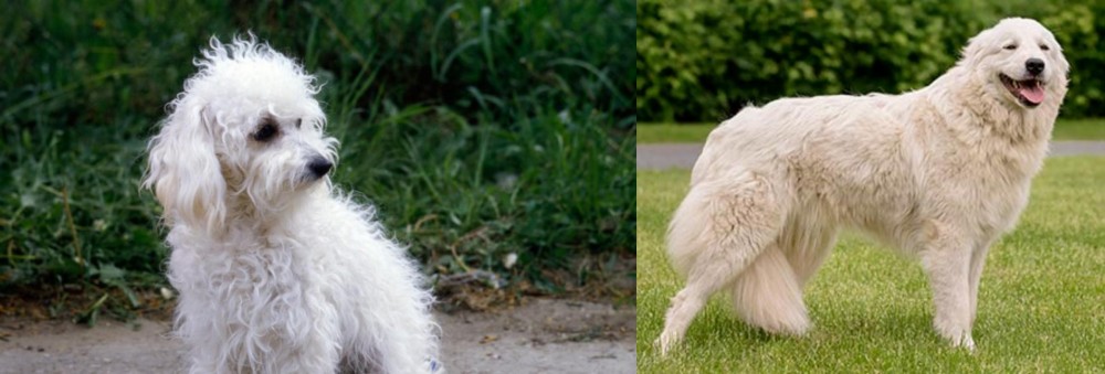 Maremma Sheepdog vs Bolognese - Breed Comparison