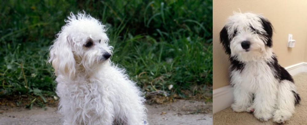 Mini Sheepadoodles vs Bolognese - Breed Comparison