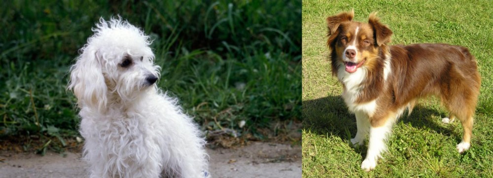 Miniature Australian Shepherd vs Bolognese - Breed Comparison