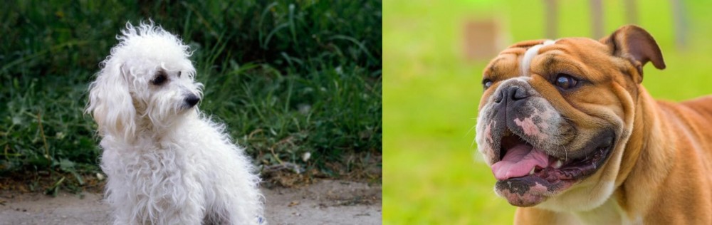 Miniature English Bulldog vs Bolognese - Breed Comparison
