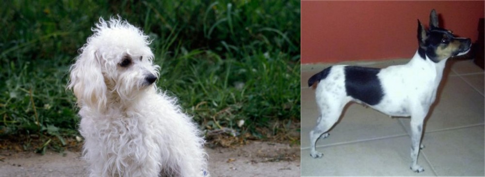 Miniature Fox Terrier vs Bolognese - Breed Comparison
