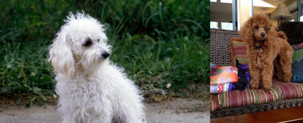 Miniature Poodle vs Bolognese - Breed Comparison