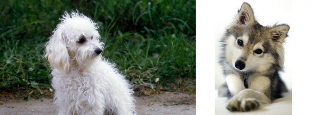 Miniature Siberian Husky vs Bolognese - Breed Comparison