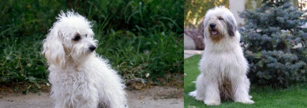 Mioritic Sheepdog vs Bolognese - Breed Comparison