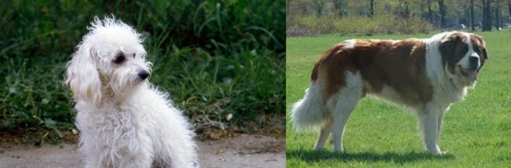 Moscow Watchdog vs Bolognese - Breed Comparison