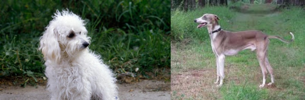 Mudhol Hound vs Bolognese - Breed Comparison