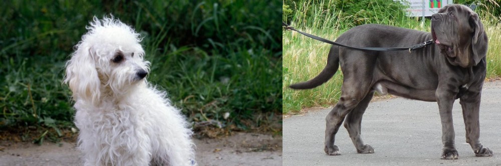 Neapolitan Mastiff vs Bolognese - Breed Comparison