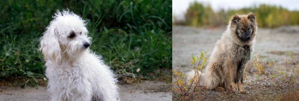 Nenets Herding Laika vs Bolognese - Breed Comparison