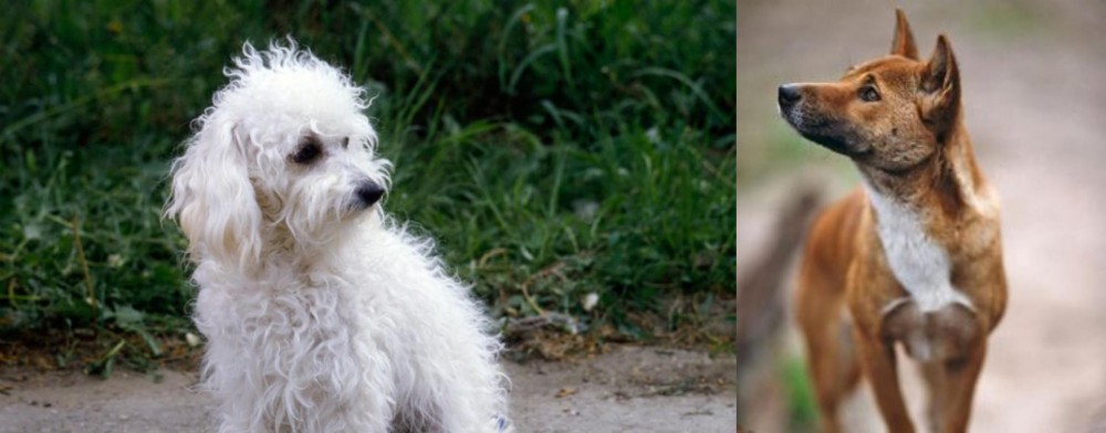 New Guinea Singing Dog vs Bolognese - Breed Comparison