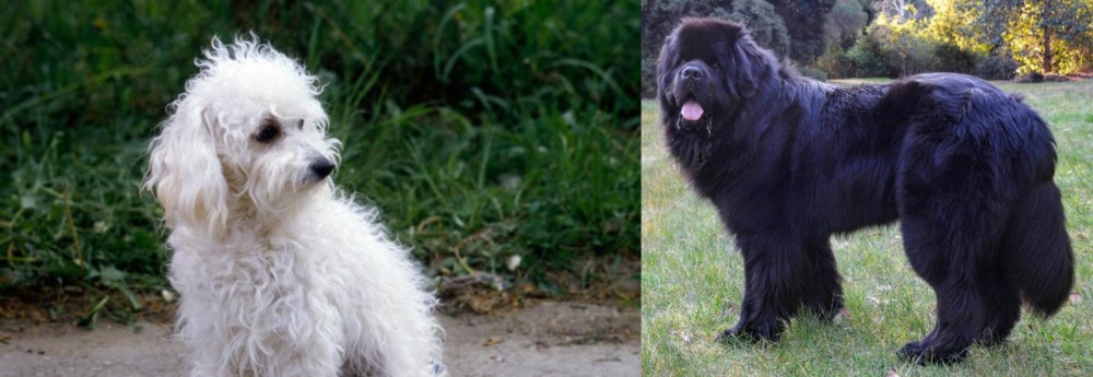Newfoundland Dog vs Bolognese - Breed Comparison