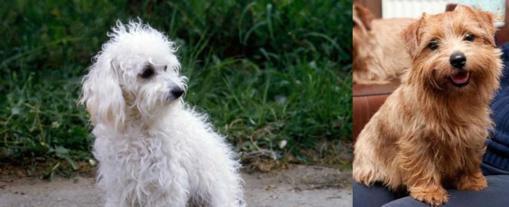 Norfolk Terrier vs Bolognese - Breed Comparison