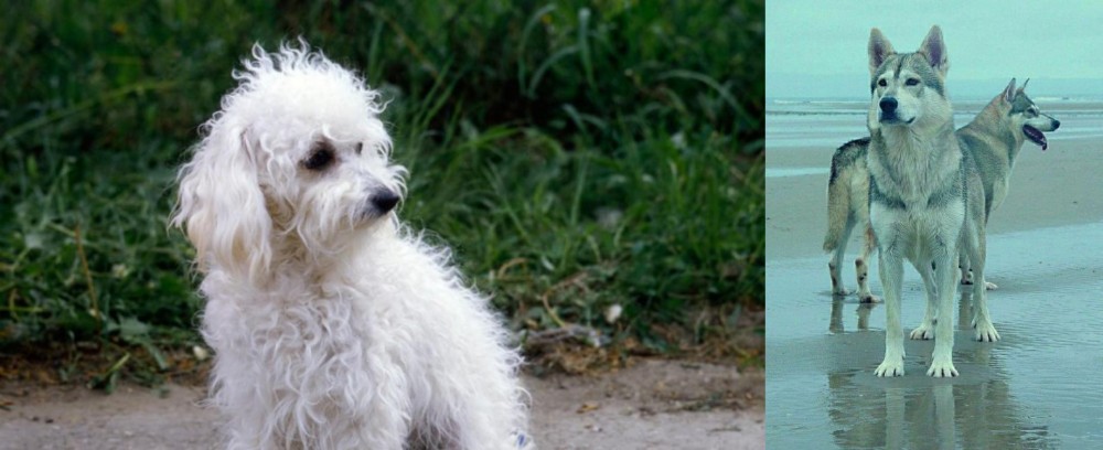 Northern Inuit Dog vs Bolognese - Breed Comparison