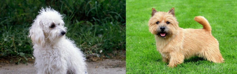 Norwich Terrier vs Bolognese - Breed Comparison