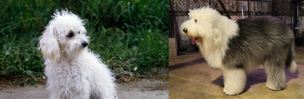Old English Sheepdog vs Bolognese - Breed Comparison