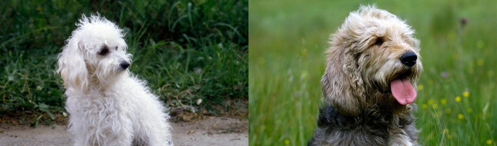 Otterhound vs Bolognese - Breed Comparison
