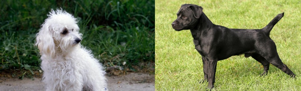 Patterdale Terrier vs Bolognese - Breed Comparison