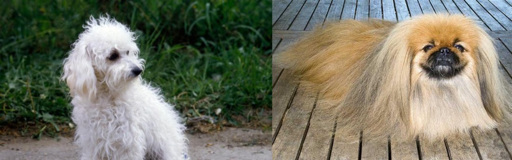 Pekingese vs Bolognese - Breed Comparison