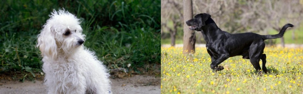 Perro de Pastor Mallorquin vs Bolognese - Breed Comparison