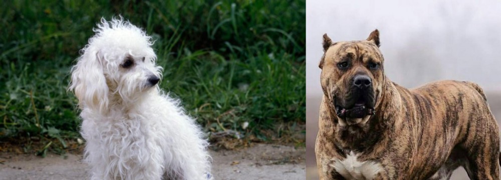 Perro de Presa Canario vs Bolognese - Breed Comparison