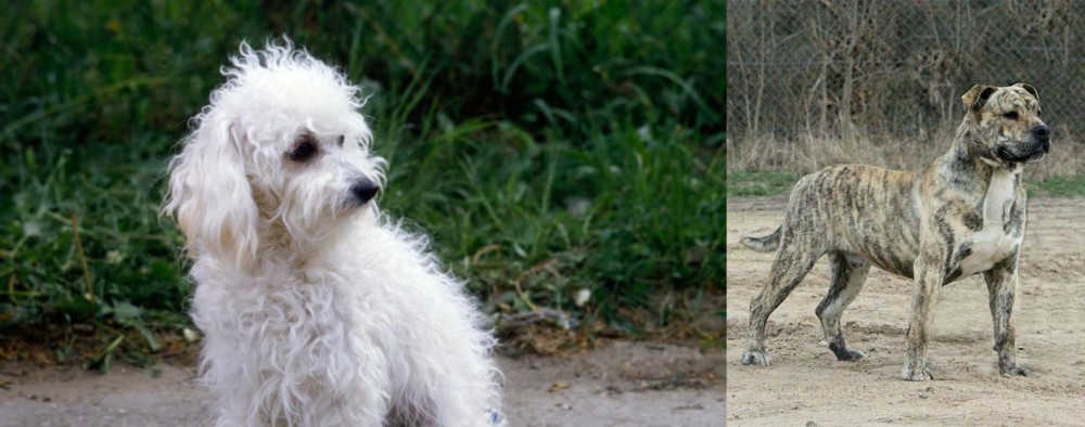 Perro de Presa Mallorquin vs Bolognese - Breed Comparison