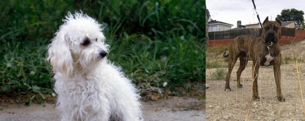 Perro de Toro vs Bolognese - Breed Comparison