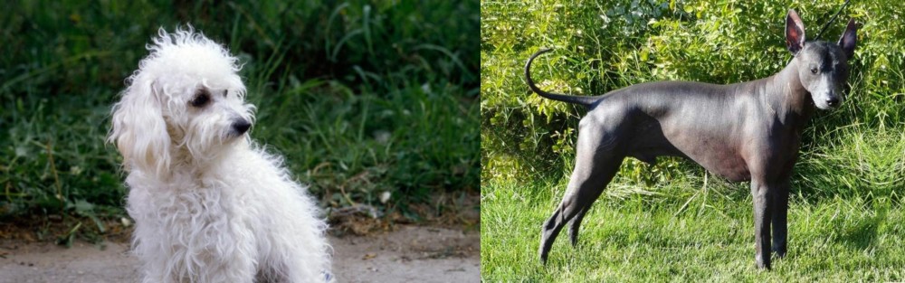 Peruvian Hairless vs Bolognese - Breed Comparison