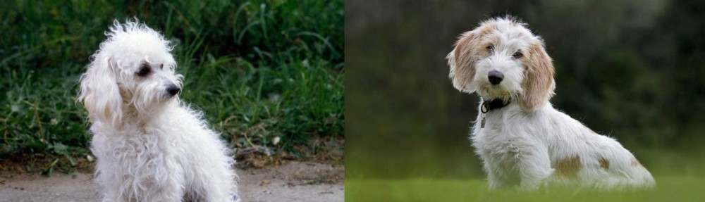 Petit Basset Griffon Vendeen vs Bolognese - Breed Comparison