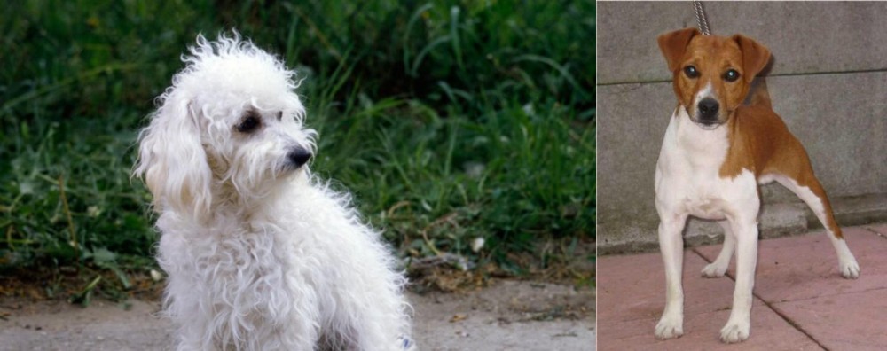 Plummer Terrier vs Bolognese - Breed Comparison