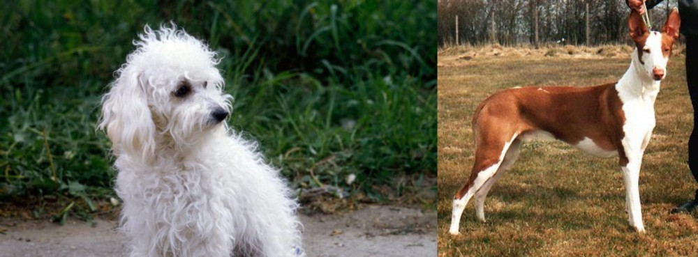 Podenco Canario vs Bolognese - Breed Comparison