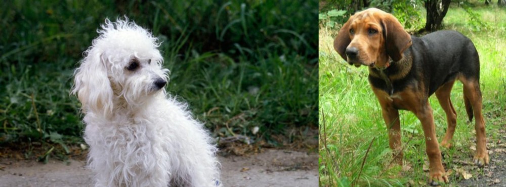 Polish Hound vs Bolognese - Breed Comparison