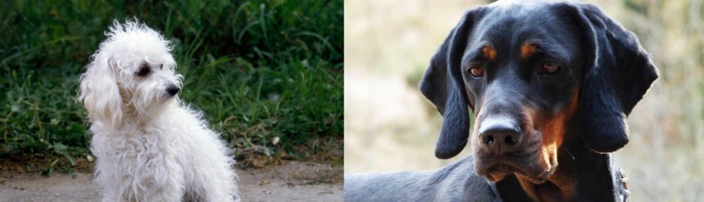 Polish Hunting Dog vs Bolognese - Breed Comparison