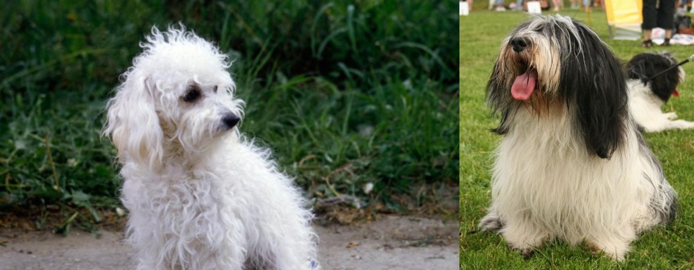 Polish Lowland Sheepdog vs Bolognese - Breed Comparison