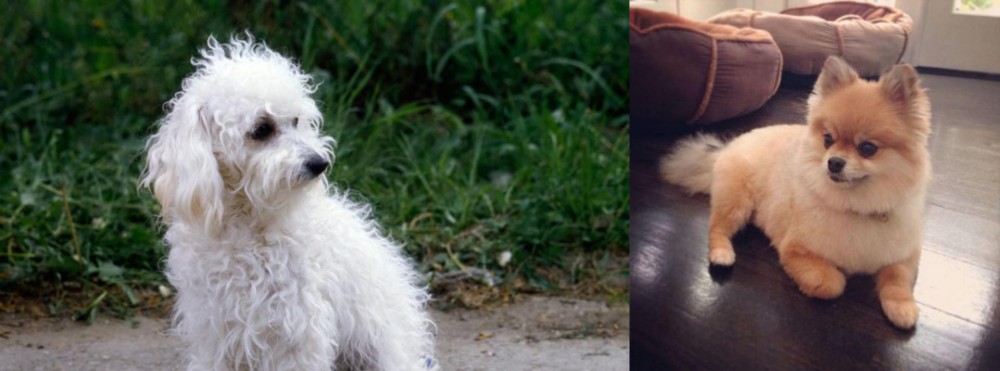 Pomeranian vs Bolognese - Breed Comparison